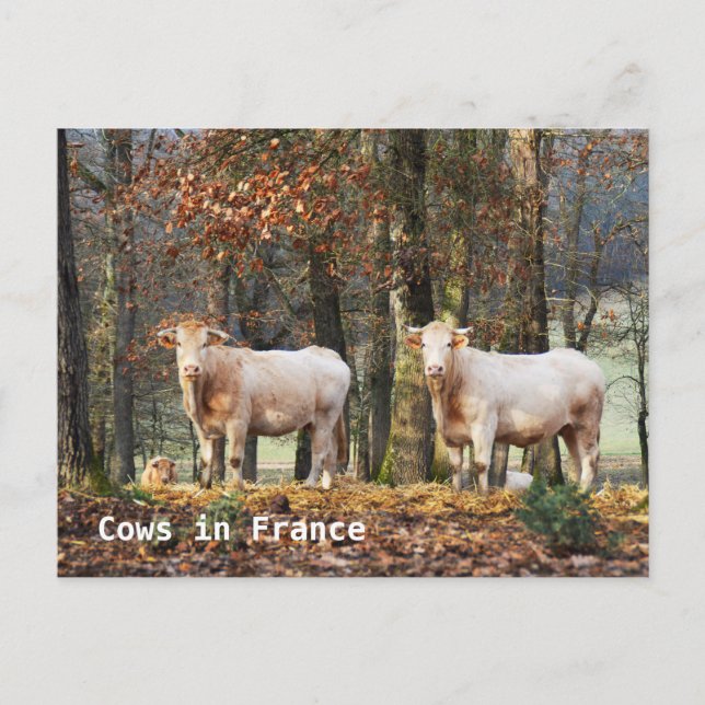 Cows in France Postcard (Front)