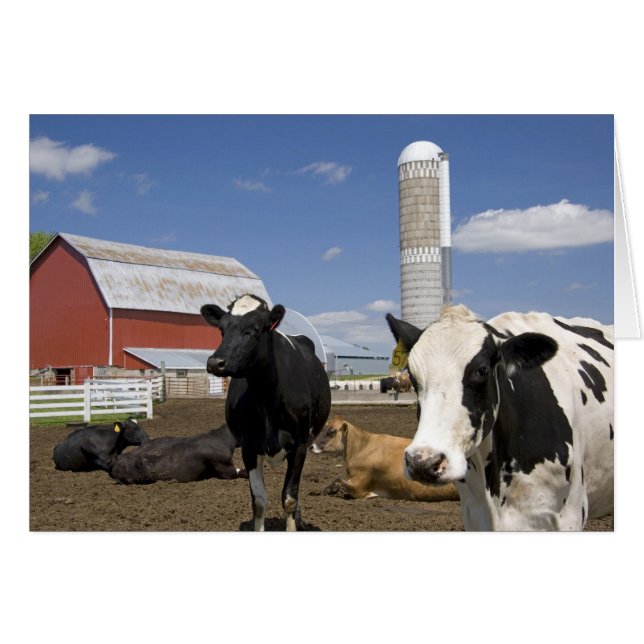 Cows in front of a red barn and silo on a farm (Front Horizontal)