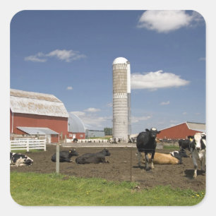 Cows in front of a red barn and silo on a farm square sticker