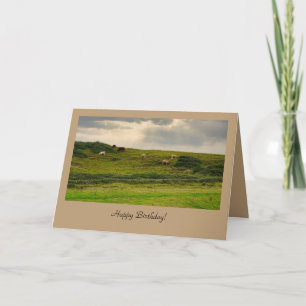 Cows in Pasture Birthday Greeting Card 