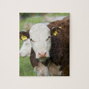 Cows in pasture, close-up jigsaw puzzle