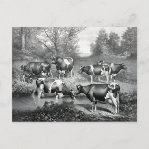 Cows in pasture postcard