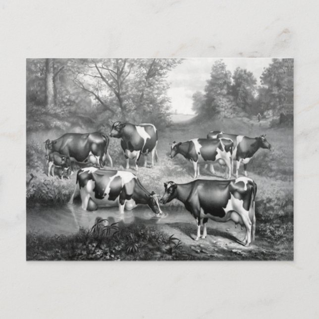 Cows in pasture postcard (Front)