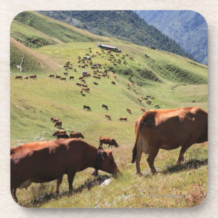 cows in Tarentaise Valley - Tarine race Coaster