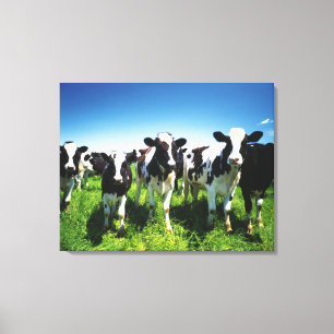 Cows in the field, Betsukai town, Hokkaido Canvas Print