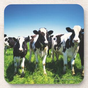 Cows in the field, Betsukai town, Hokkaido Coaster