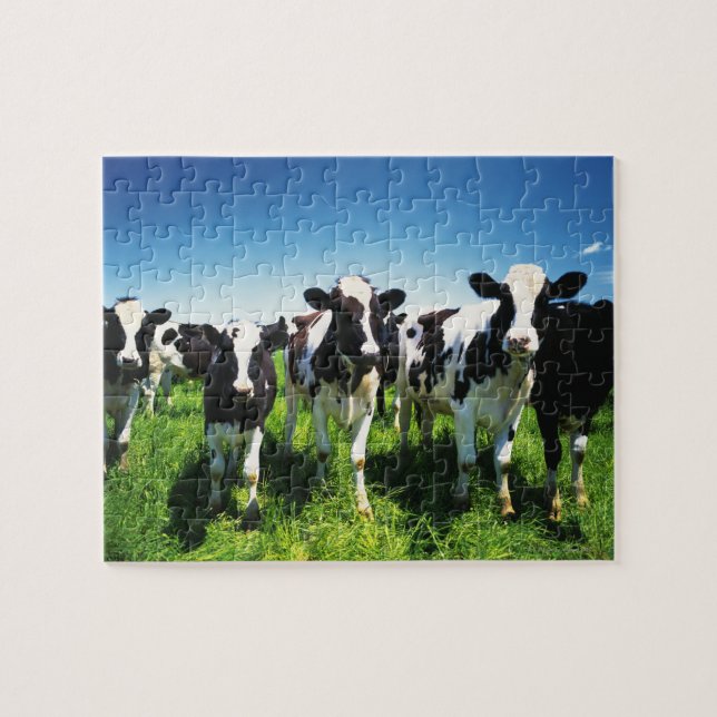 Cows in the field, Betsukai town, Hokkaido Jigsaw Puzzle (Horizontal)