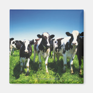 Cows in the field, Betsukai town, Hokkaido Magnet