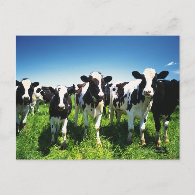 Cows in the field, Betsukai town, Hokkaido Postcard (Front)