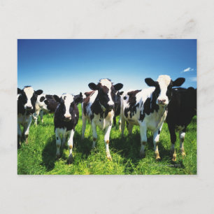 Cows in the field, Betsukai town, Hokkaido Postcard