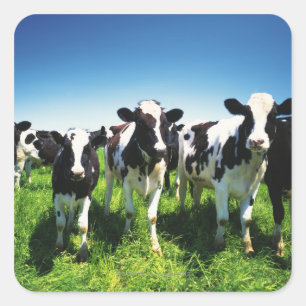 Cows in the field, Betsukai town, Hokkaido Square Sticker