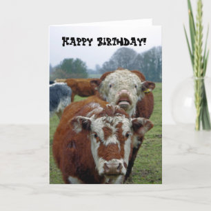 cows in the field card