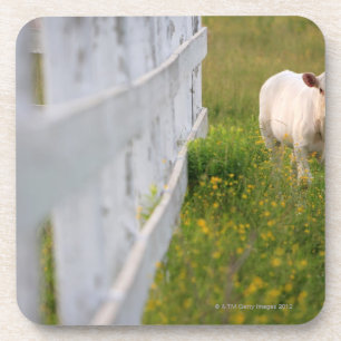 Cows in the field coaster