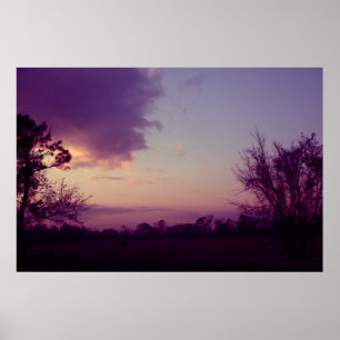 Cows in the Field Poster