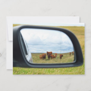 Cows in the mirror card