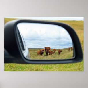 Cows in the mirror poster