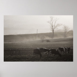 Cows In The Mist Print