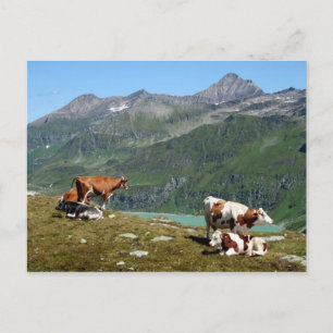 Cows In The Mountains Postcard