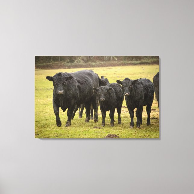 Cows in the rain canvas print (Front)