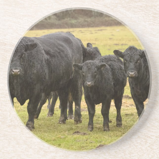 Cows in the rain coaster (Front)