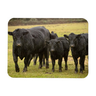 Cows in the rain magnet