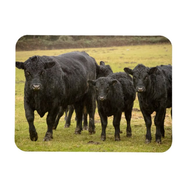 Cows in the rain magnet (Horizontal)