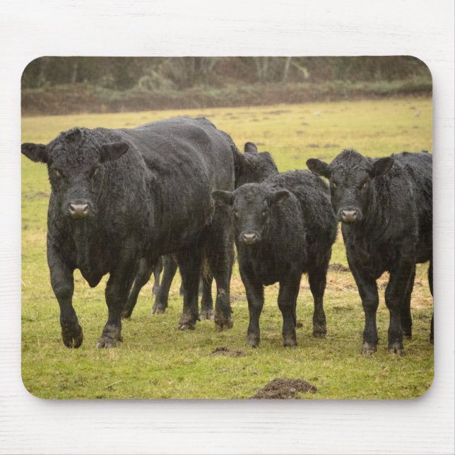 Cows in the rain mouse mat (Front)