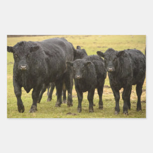 Cows in the rain rectangular sticker