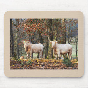 Cows in woodland, France Mouse Mat