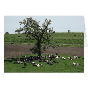 Cows Laying under a Tree on a Sunny Day Photo Card