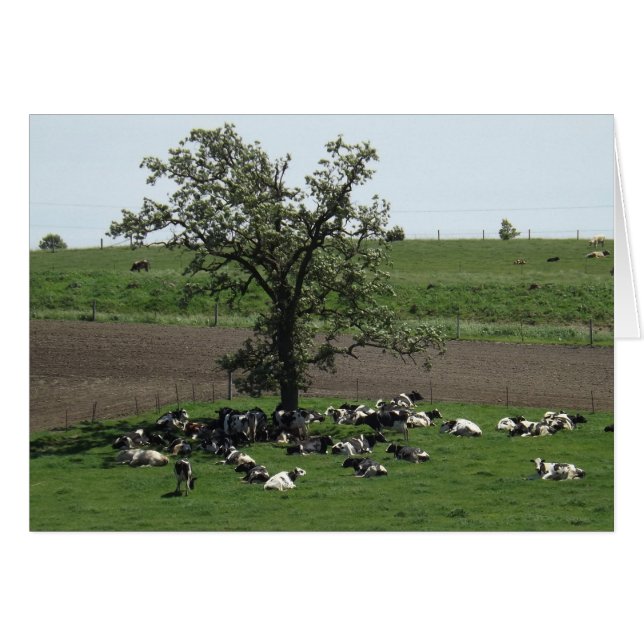 Cows Laying under a Tree on a Sunny Day Photo Card (Front Horizontal)