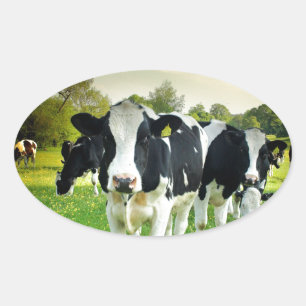 Cows love to stare oval sticker