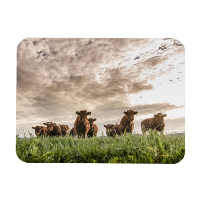Cows Magnet (Horizontal)