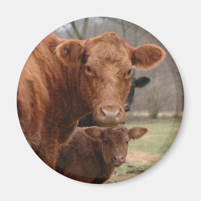 cows magnet (Front)