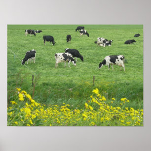 Cows, Meadow and Flowers Poster Print Gifts