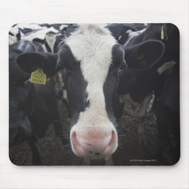 Cows Mouse Mat (Front)