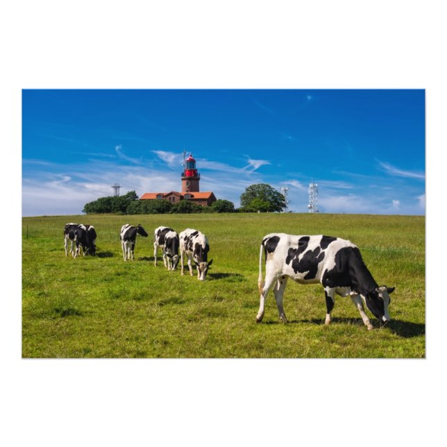 Cows on a meadow with lighthouse photo print (Front)