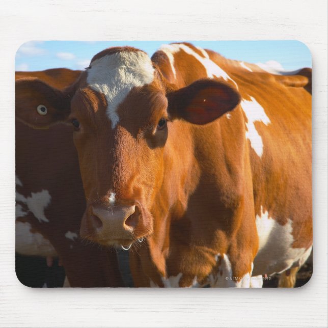 Cows on farm mouse mat (Front)