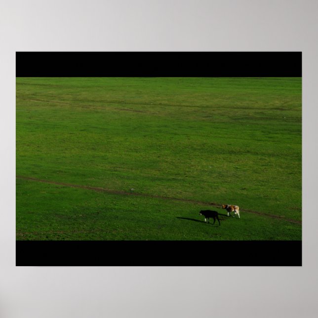 Cows on Panoramic Pasture Poster (Front)