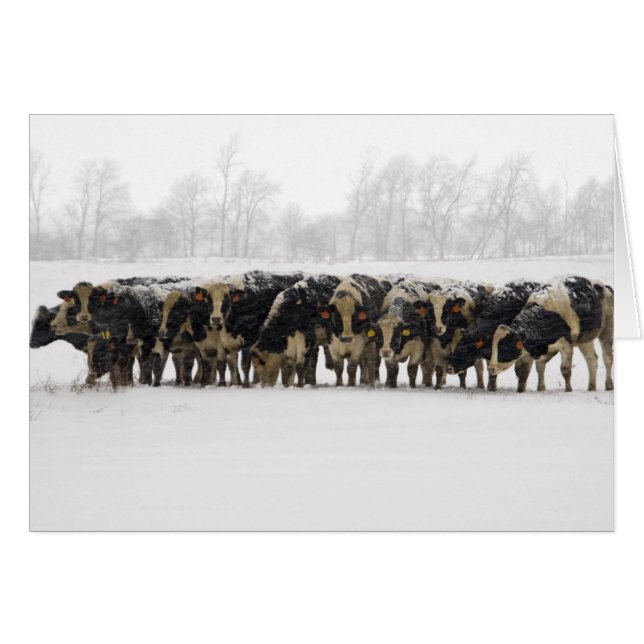 Cows Photo Card (Front Horizontal)