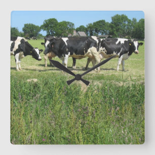 Cows Photo Clock
