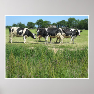 Cows Photo Poster
