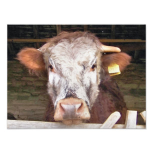 COWS PHOTO PRINT