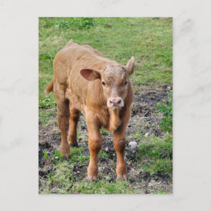 COWS POSTCARD