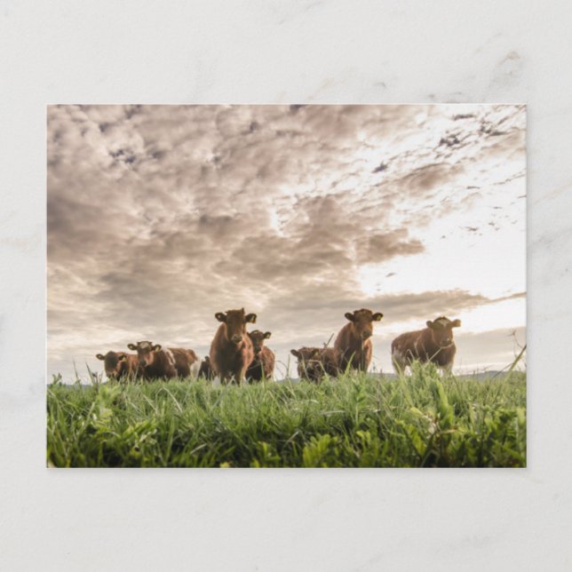 Cows Postcard (Front)