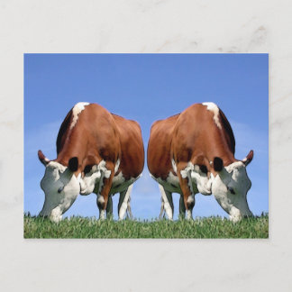 Cows Postcard