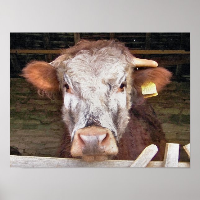 COWS POSTER (Front)