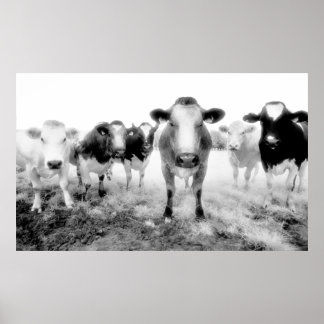 Cows Poster