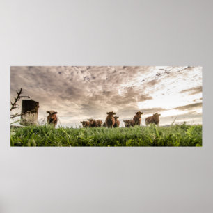 Cows Poster