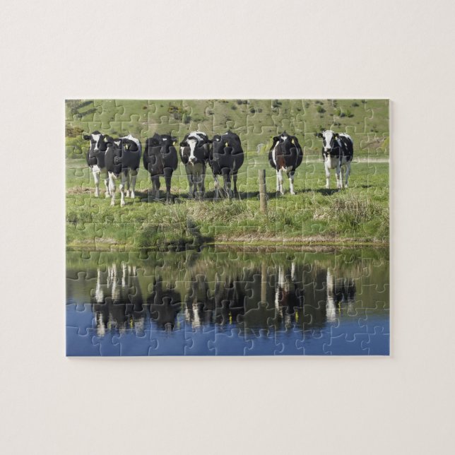 Cows reflected in canal, Henley, Taieri Plain, Jigsaw Puzzle (Horizontal)